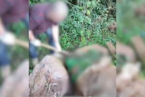 Tribunal do Júri de Herval d’Oeste julga acusados de homicídio qualificado e ocultação de cadáver