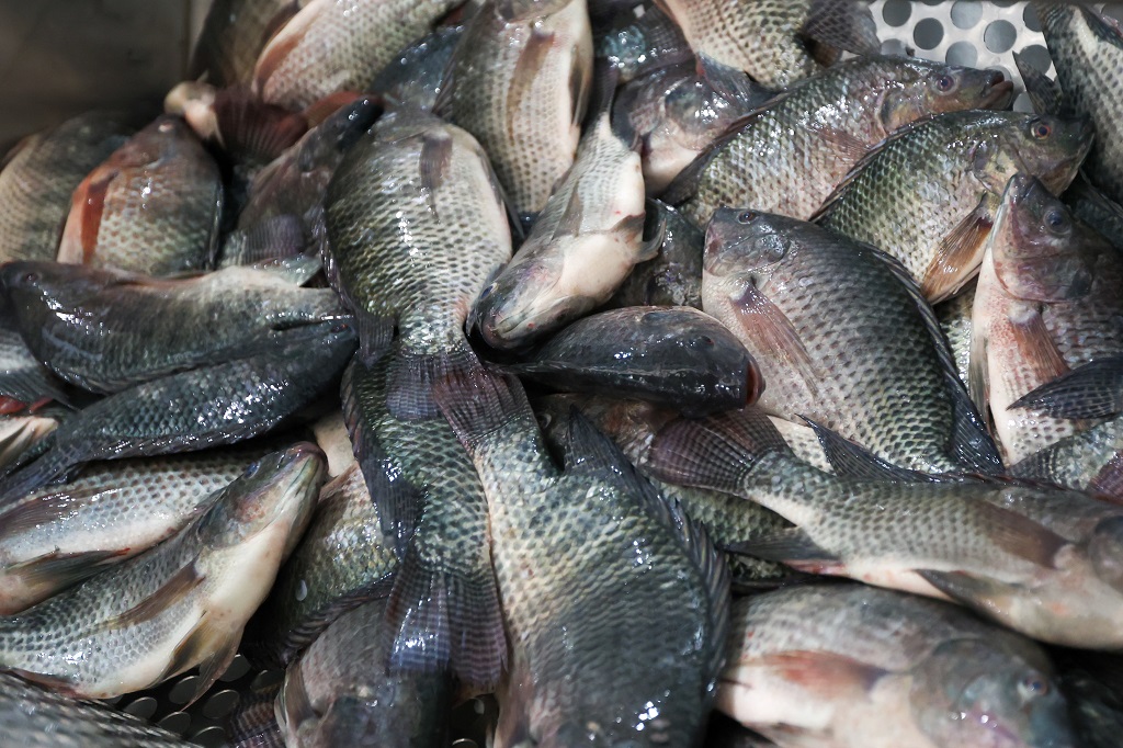 Governo de SC proíbe comercialização de tilápia do Vietnã por conta de vírus