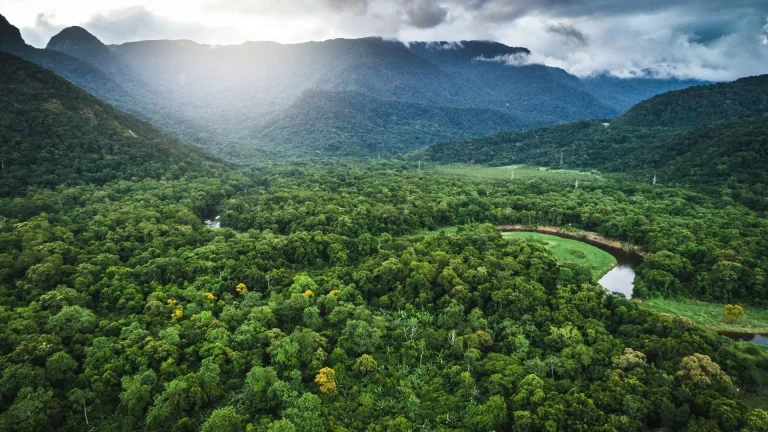 Mata Atlântica lidera redução do desmatamento no Brasil em 2024, aponta Inpe
