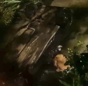 Populares agem rápido e salvam motorista de afogamento após carro cair em córrego em Joaçaba