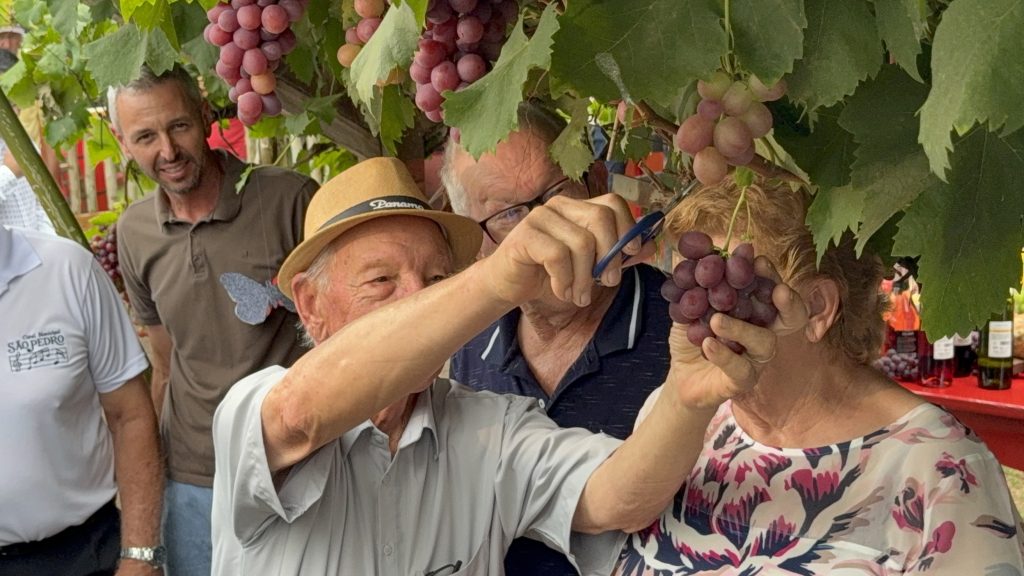Emoção, fé e o cheiro da uva: acompanhamos a abertura da histórica I Vindima de Pinheiro Preto