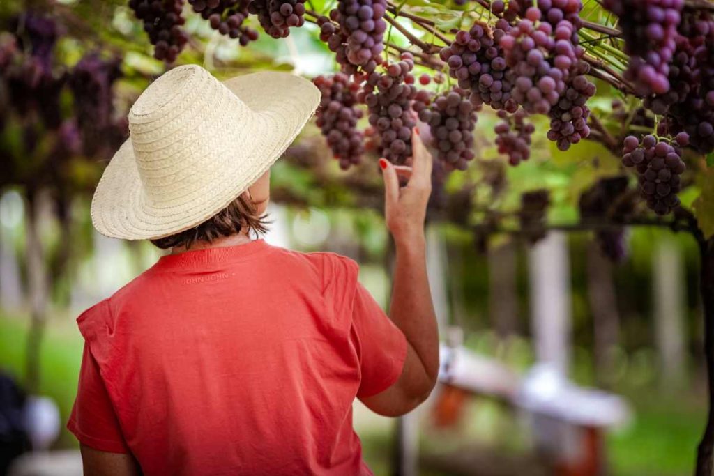 Pinheiro Preto lança programação da 1ª Vindima Oficial e consolida título de Capital Catarinense do Vinho