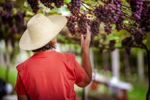 Pinheiro Preto lança programação da 1ª Vindima Oficial e consolida título de Capital Catarinense do Vinho