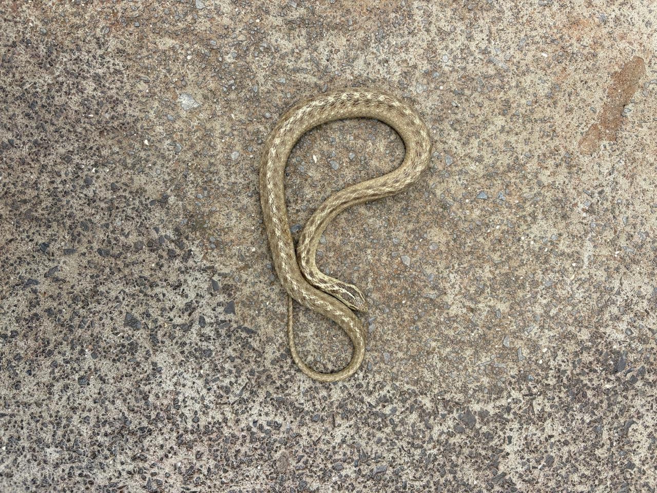 Bombeiros capturam cobra em residência de Joaçaba