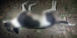 Maus-tratos: Cachorro é baleado durante a madrugada em Anita Garibaldi