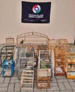 Polícia Ambiental resgata 19 aves silvestres mantidas em cativeiro