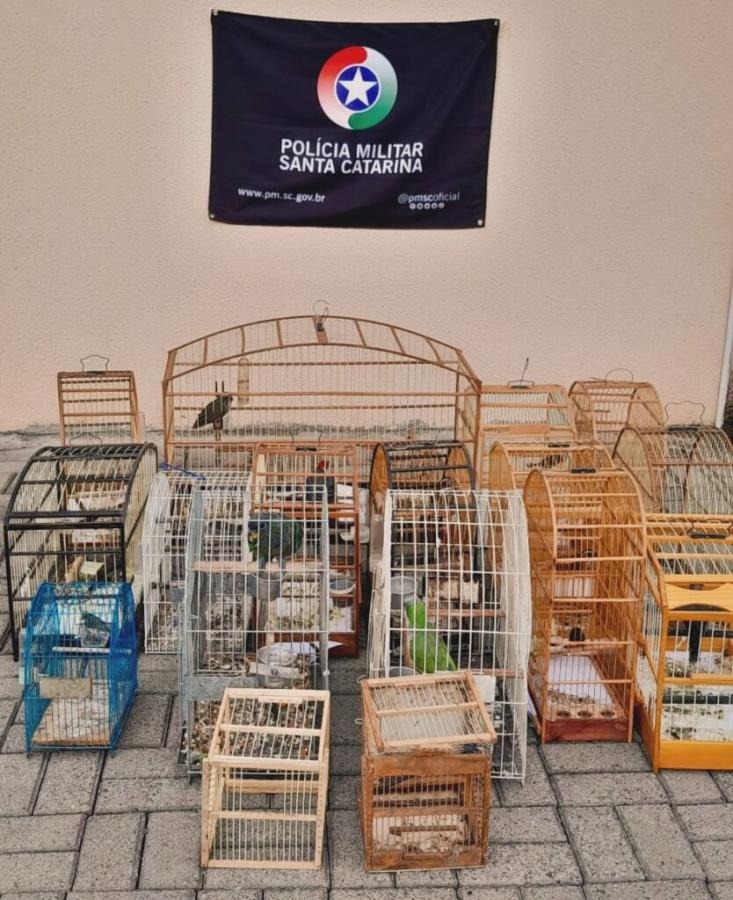 Polícia Ambiental resgata 19 aves silvestres mantidas em cativeiro