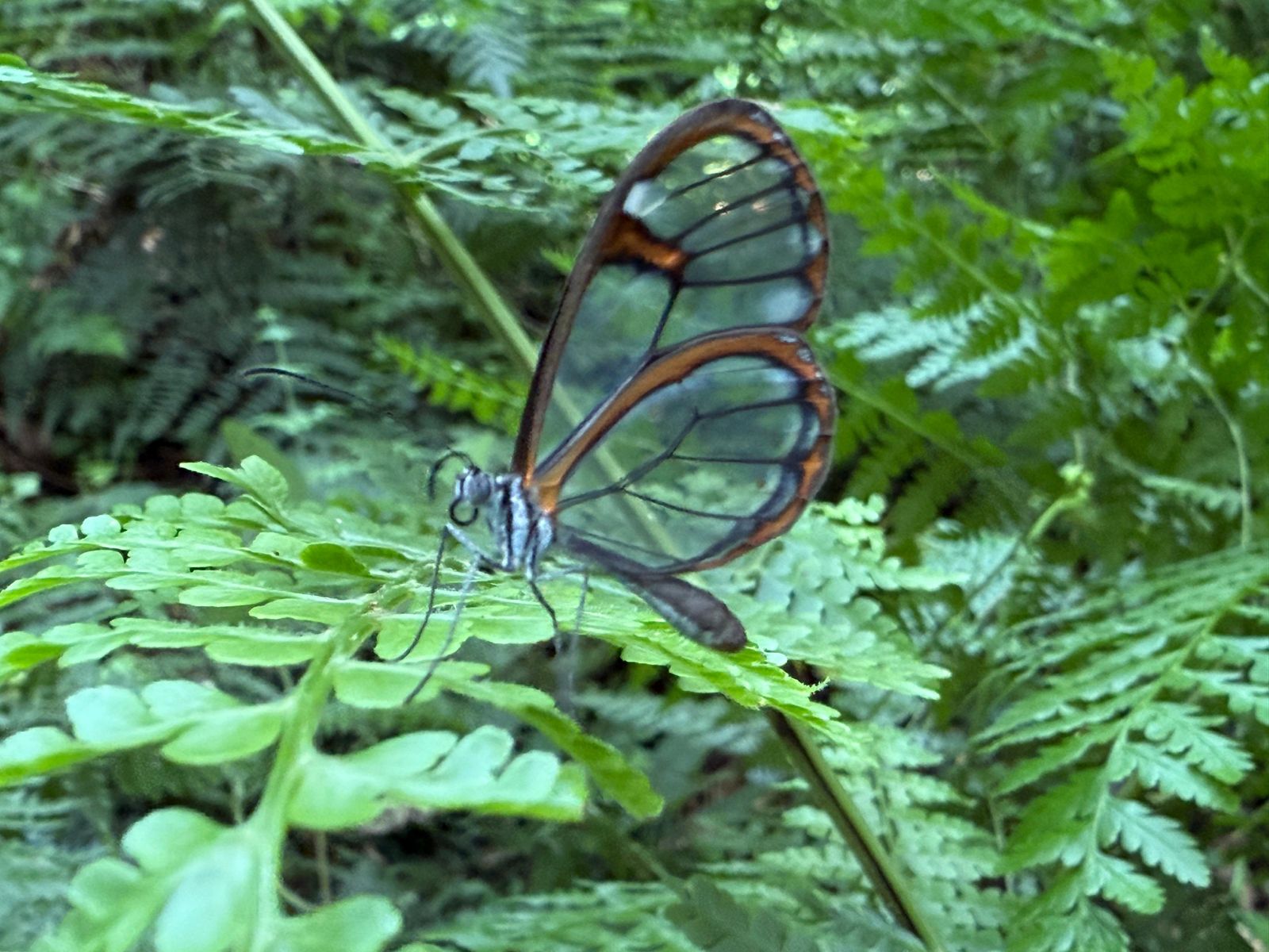 Estudos ambientais avançam no Plano de Manejo do Parque Natural do Rio do Peixe, em Joaçaba