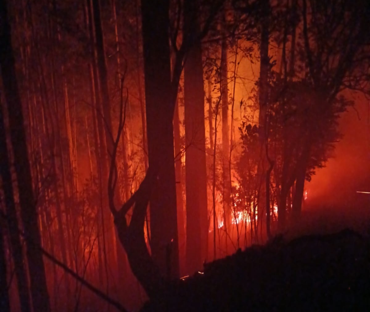Incêndio de grandes proporções atinge reflorestamento no interior de Macieira