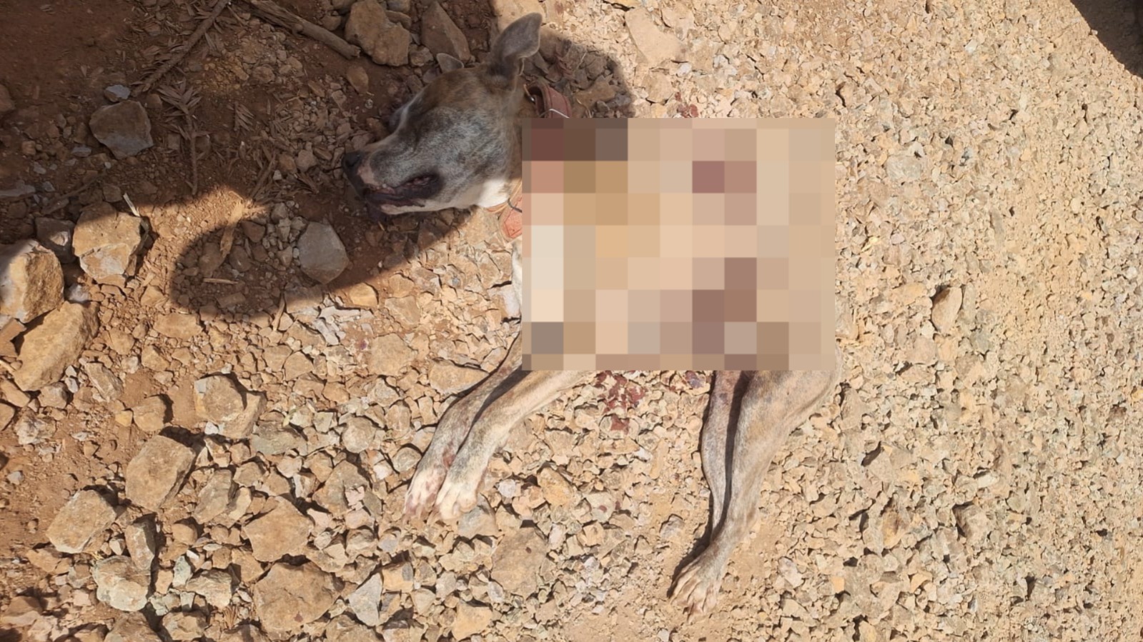 Cachorro é morto a tiros e PM procura suspeito no interior de Campos Novos