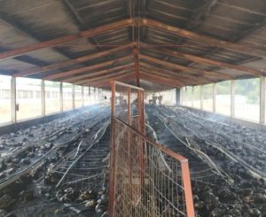 Incêndio destrói galinheiro e mata cerca de 7 mil aves no interior de Campos Novos