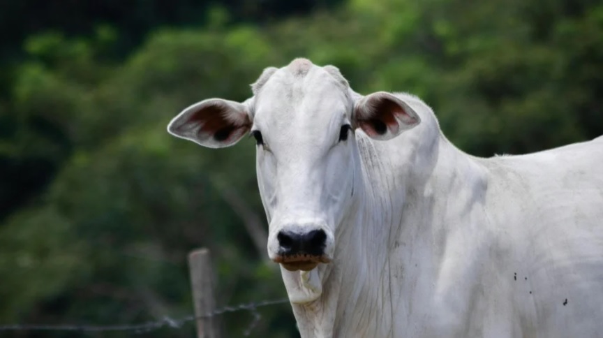 Homem fica ferido após ser atingido por bovino no interior de Piratuba