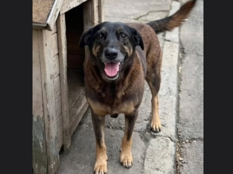 Corpo de cão Orelha é exumado