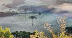 Primeiro fim de semana do ano tem cara de inverno e geada em SC