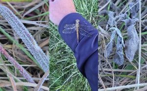 Primeira segunda-feira do ano tem temperaturas quase negativas em SC; veja ranking das cidades mais frias