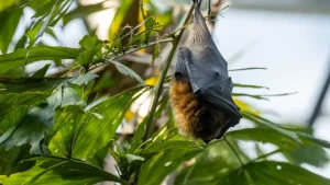 Alerta na Ásia: Surto de vírus Nipah com alta letalidade faz aeroportos retomarem protocolos rígidos