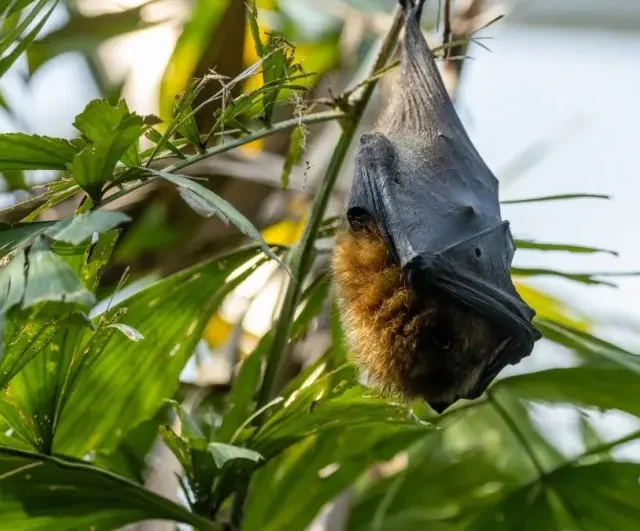 Alerta na Ásia: Surto de vírus Nipah com alta letalidade faz aeroportos retomarem protocolos rígidos