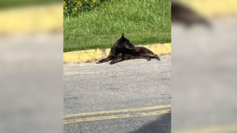 Cão Orelha: Laudo após exumação não aponta fraturas por ação humana
