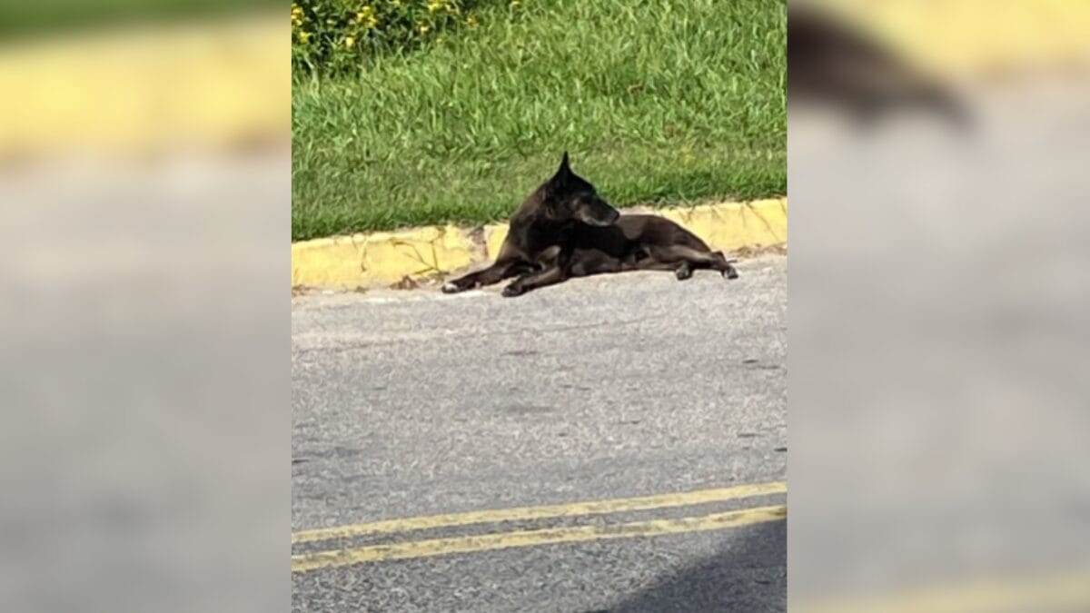 MPSC quer novas diligências no Caso do Cão Orelha