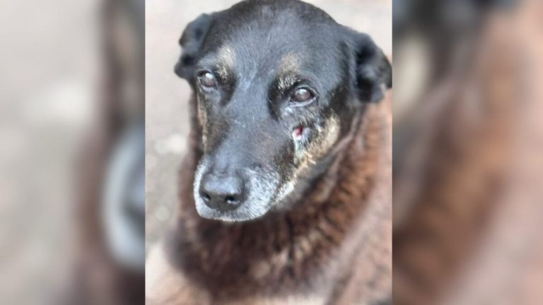 Caso Orelha: MP pede novas diligências sobre morte de cão após conclusão do inquérito