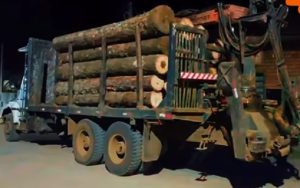 Madeireiro é flagrado transportando toras de pinheiro-brasileiro sem autorização em Timbó Grande
