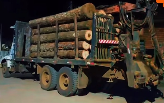 Madeireiro é flagrado transportando toras de pinheiro-brasileiro sem autorização em Timbó Grande