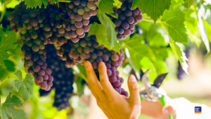 Muito mais que uma festa: Como a união e o empreendedorismo transformaram a Vindima de Pinheiro Preto em um produto turístico oficial