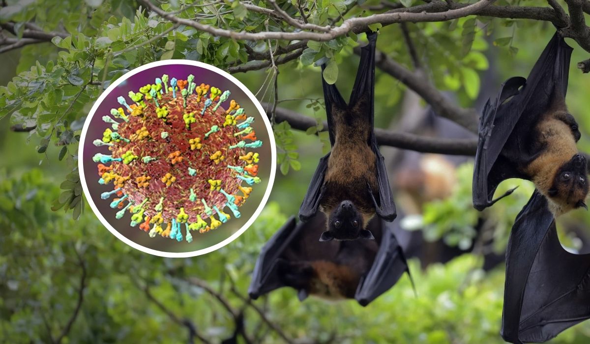 OMS avalia risco global após novos casos do vírus Nipah na Ásia