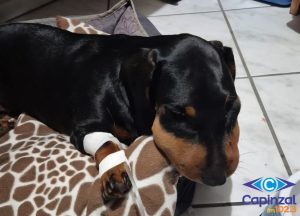 Cachorra morre após ataque de jararaca em Capinzal