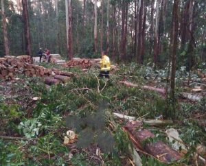 Homem morre após ser atingido por árvore no interior de Rio das Antas