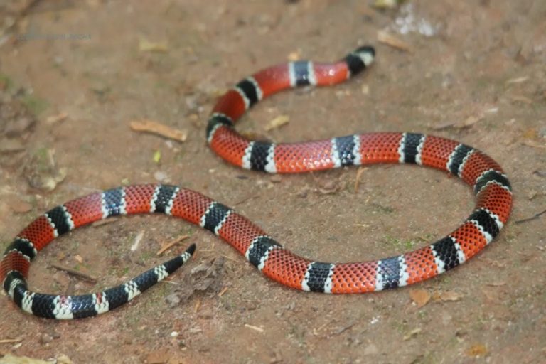 Cobra é encontrada em lavanderia de residência e mobiliza bombeiros em Capinzal