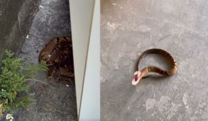 Uma das cobras mais perigosas do Brasil é resgatada circulando em calçada de SC