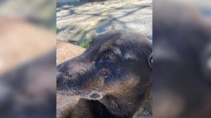 “Se ele errou, tem que responder”, diz pai de adolescente envolvido no caso do Cão Orelha