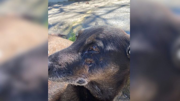 Cão Orelha: Polícia conclui inquérito e pede internação de adolescente