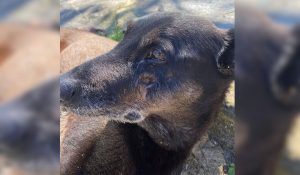 Cão Orelha: Polícia encaminha novas evidências ao MPSC