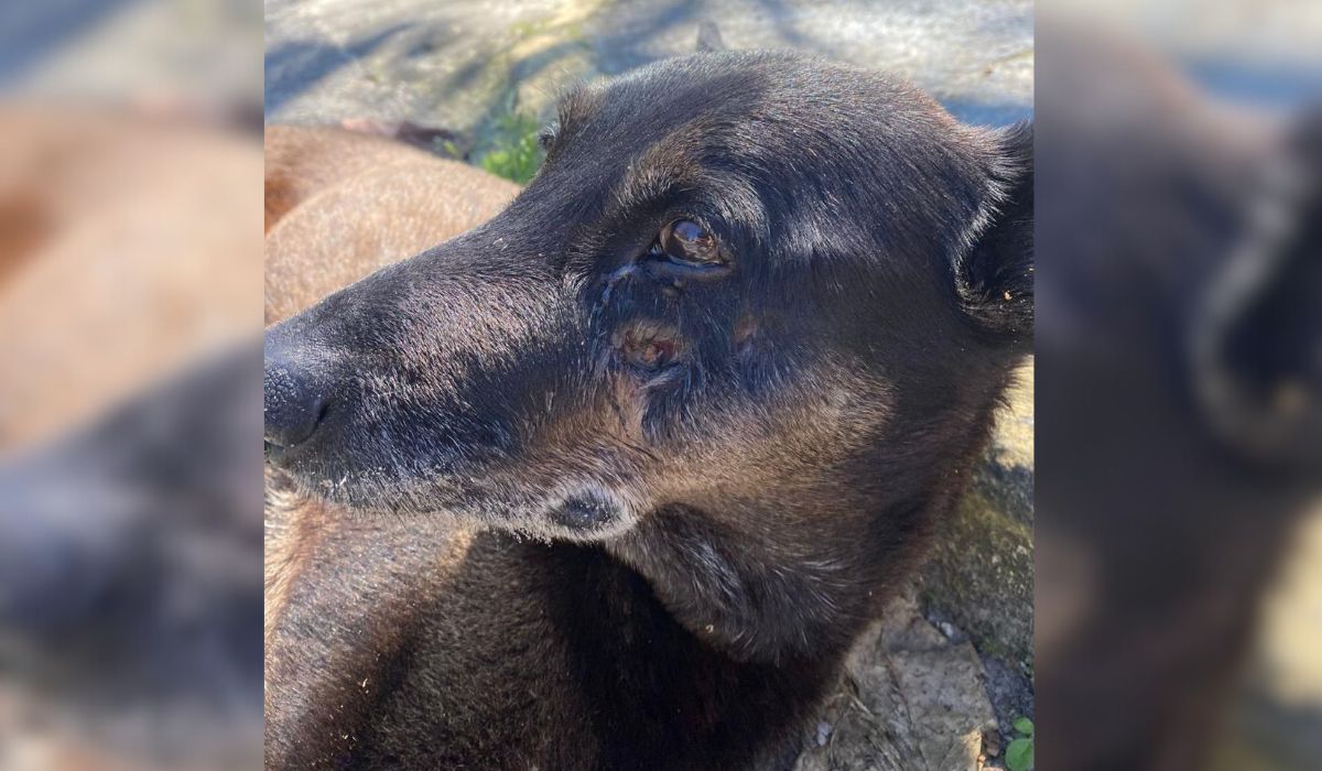 Cão Orelha: Polícia encaminha novas evidências ao MPSC