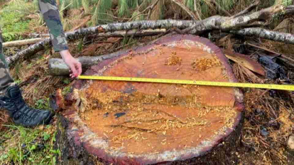 Polícia Ambiental identifica corte ilegal de mais de 40 araucárias na região