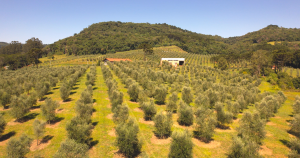 Ouro líquido no Meio-Oeste: Conheça a  produção pioneira de azeite de oliva em Luzerna
