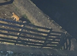 Câmera flagra puma que matou ovelhas na Serra de SC