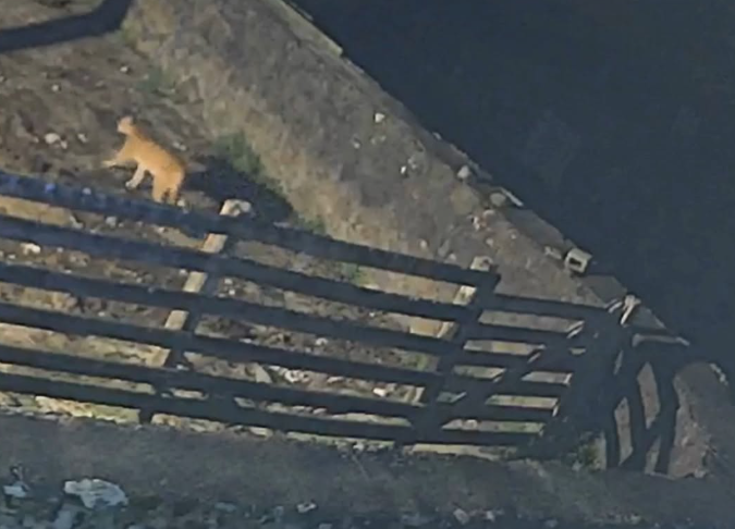 Câmera flagra puma que matou ovelhas na Serra de SC