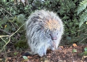 Visitante inusitado: Bombeiros resgatam porco-espinho dentro de oficina