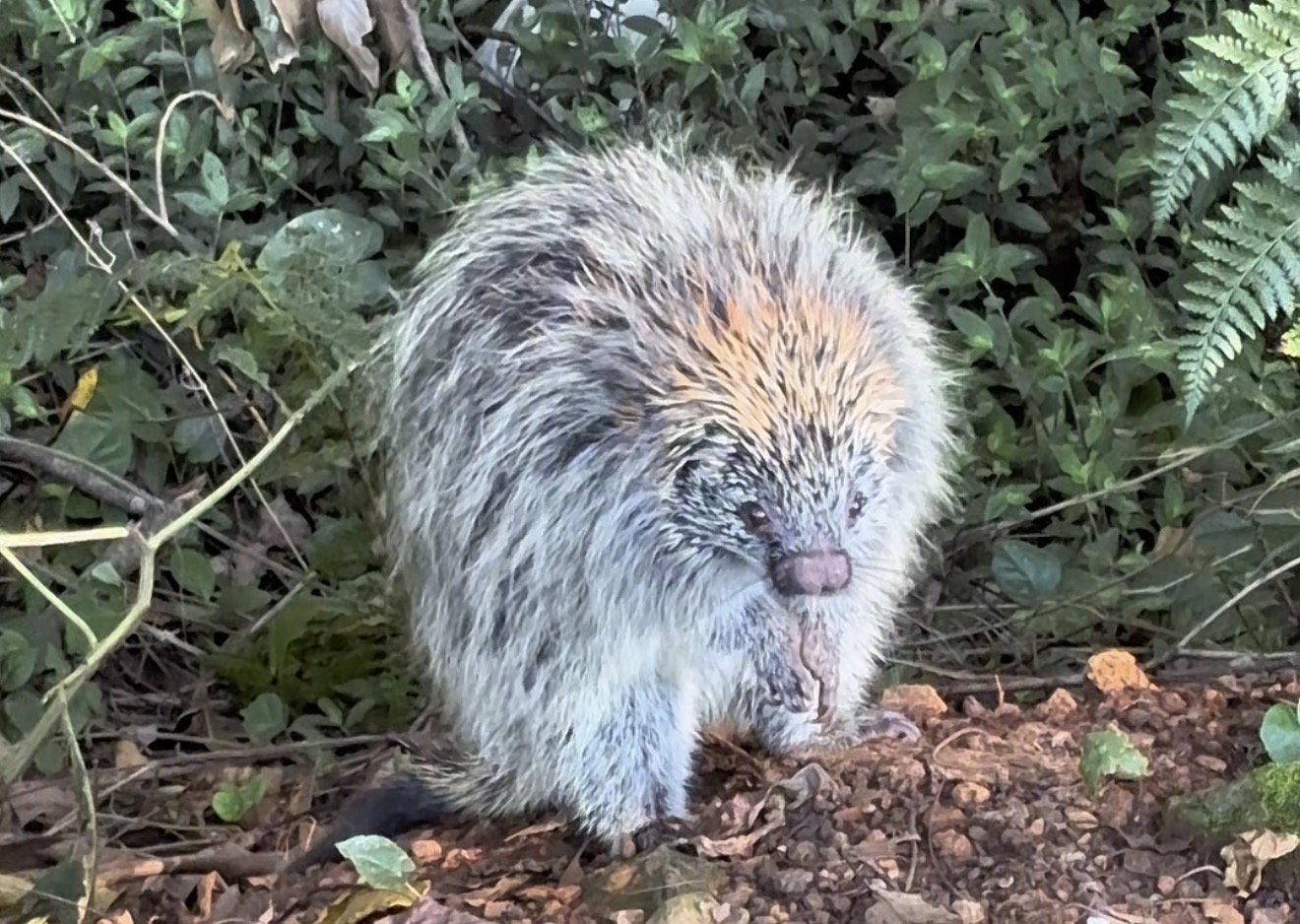 Visitante inusitado: Bombeiros resgatam porco-espinho dentro de oficina