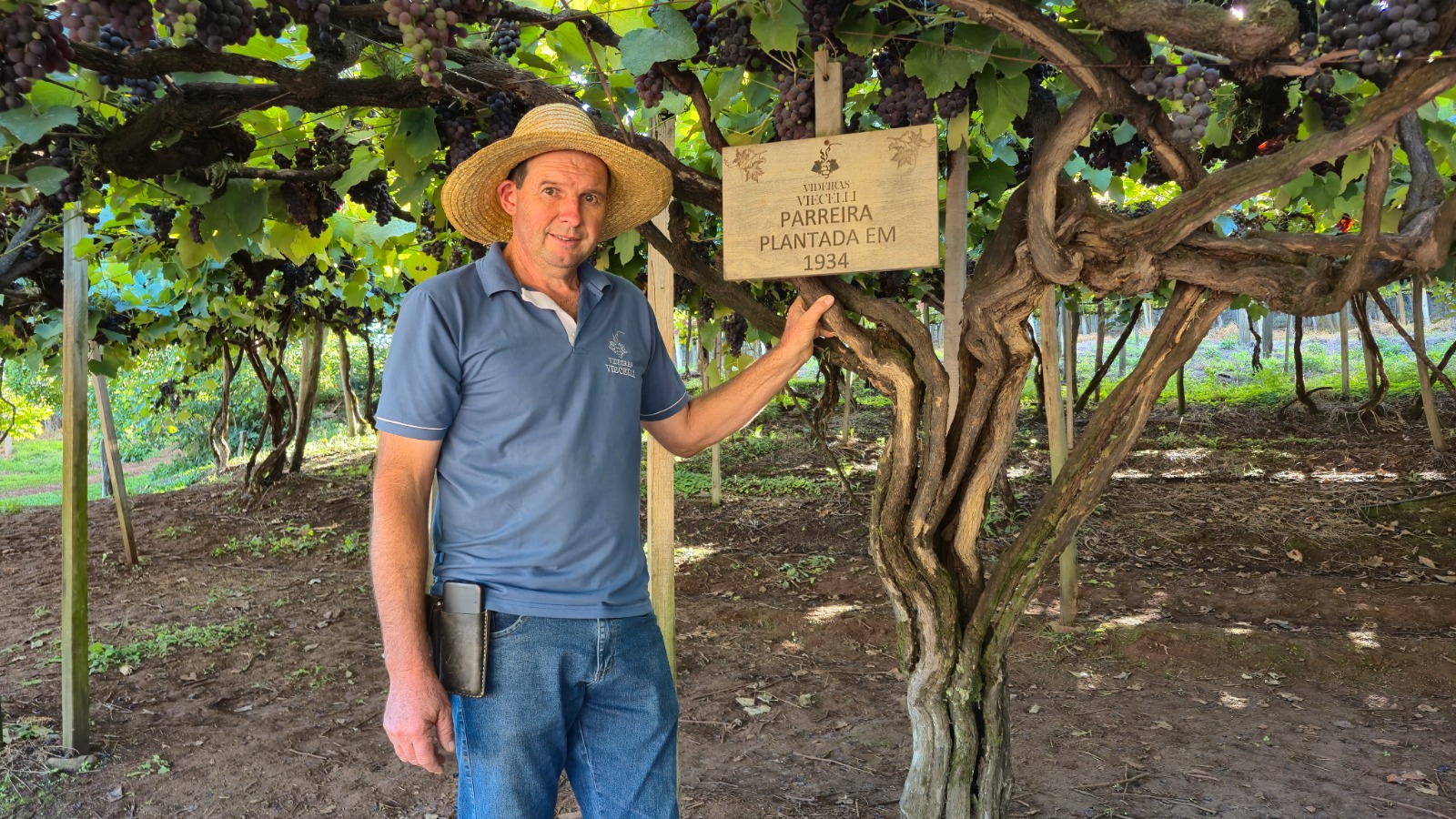 Videiras Viecelli, primeiro viveiro licenciado pela Embrapa em SC, produz 150 mil mudas anuais em Videira