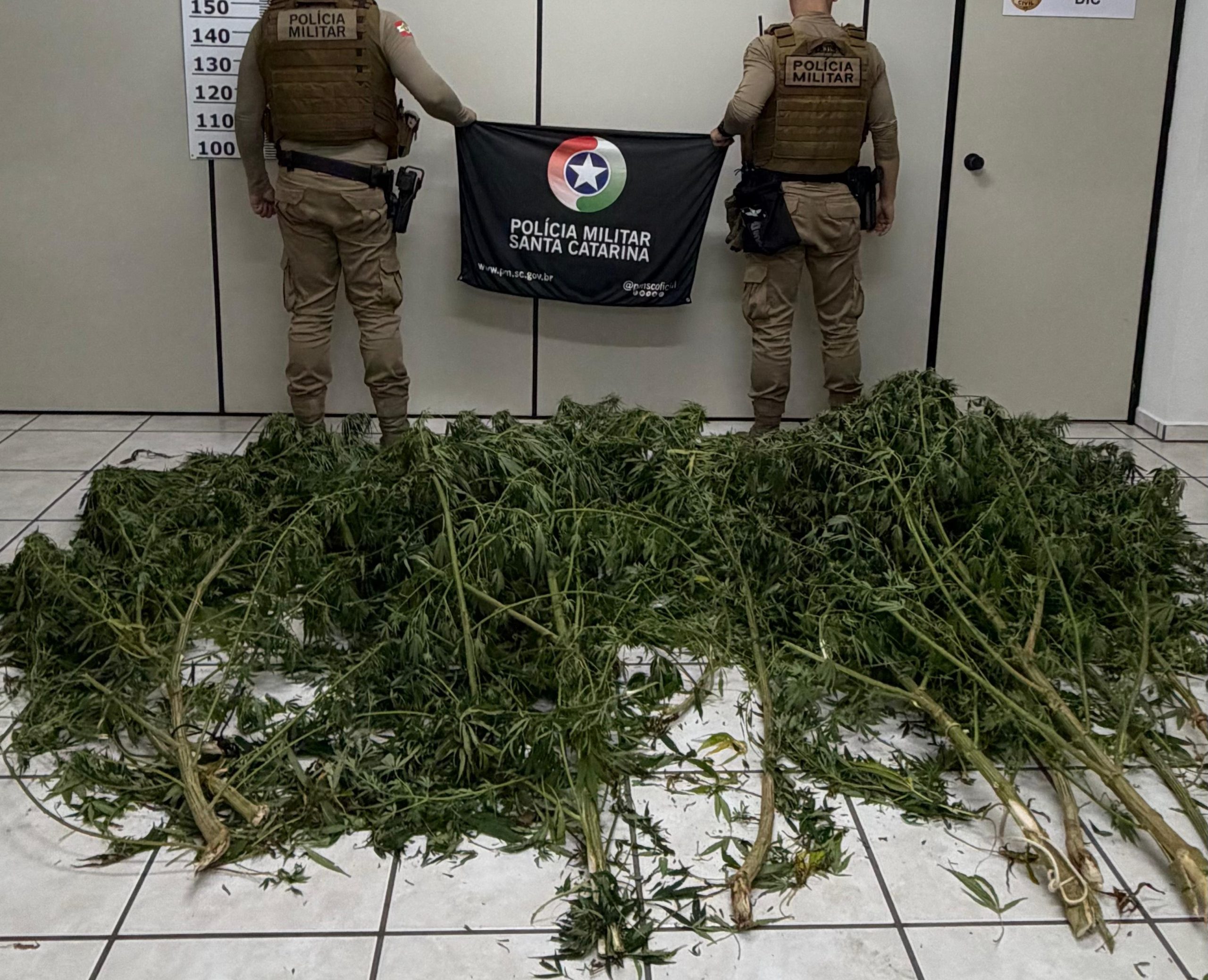Polícia Militar flagra plantação de maconha no interior de Videira