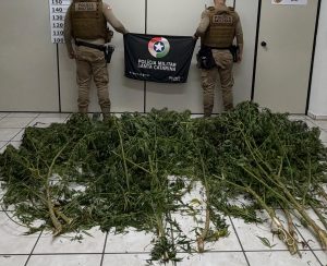 Polícia Militar descobre cultivo de maconha em quintal de residência no interior de Videira