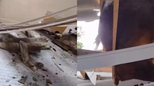 Boi cai sobre telhado de residência em Tangará