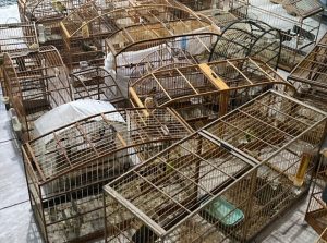 Operação cumpre mandados contra suspeitos de tráfico de animais e organização criminosa em SC