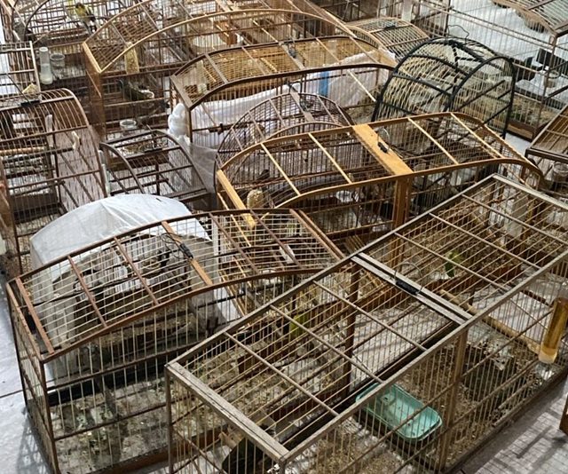 Operação cumpre mandados contra suspeitos de tráfico de animais e organização criminosa em SC