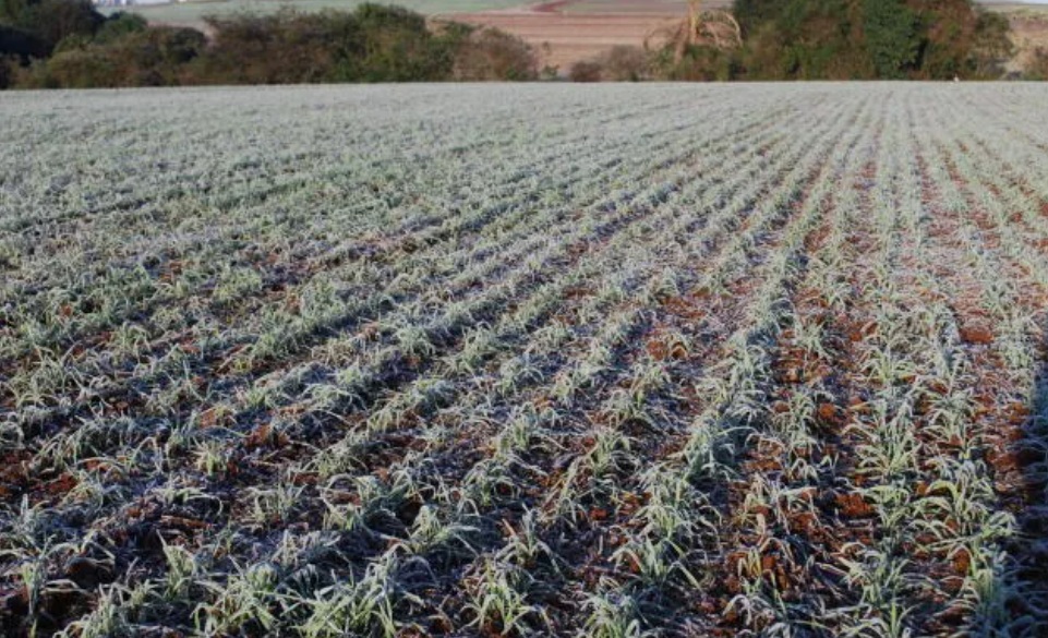 Geada negra pode voltar a castigar lavouras de SC até 2035