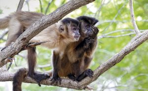 Aparição de macacos em áreas urbanas de Joaçaba acende alerta da Polícia Ambiental